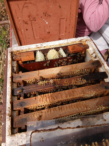 Imkerei - Rund um Bienen