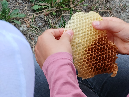 Imkerei - Rund um Bienen