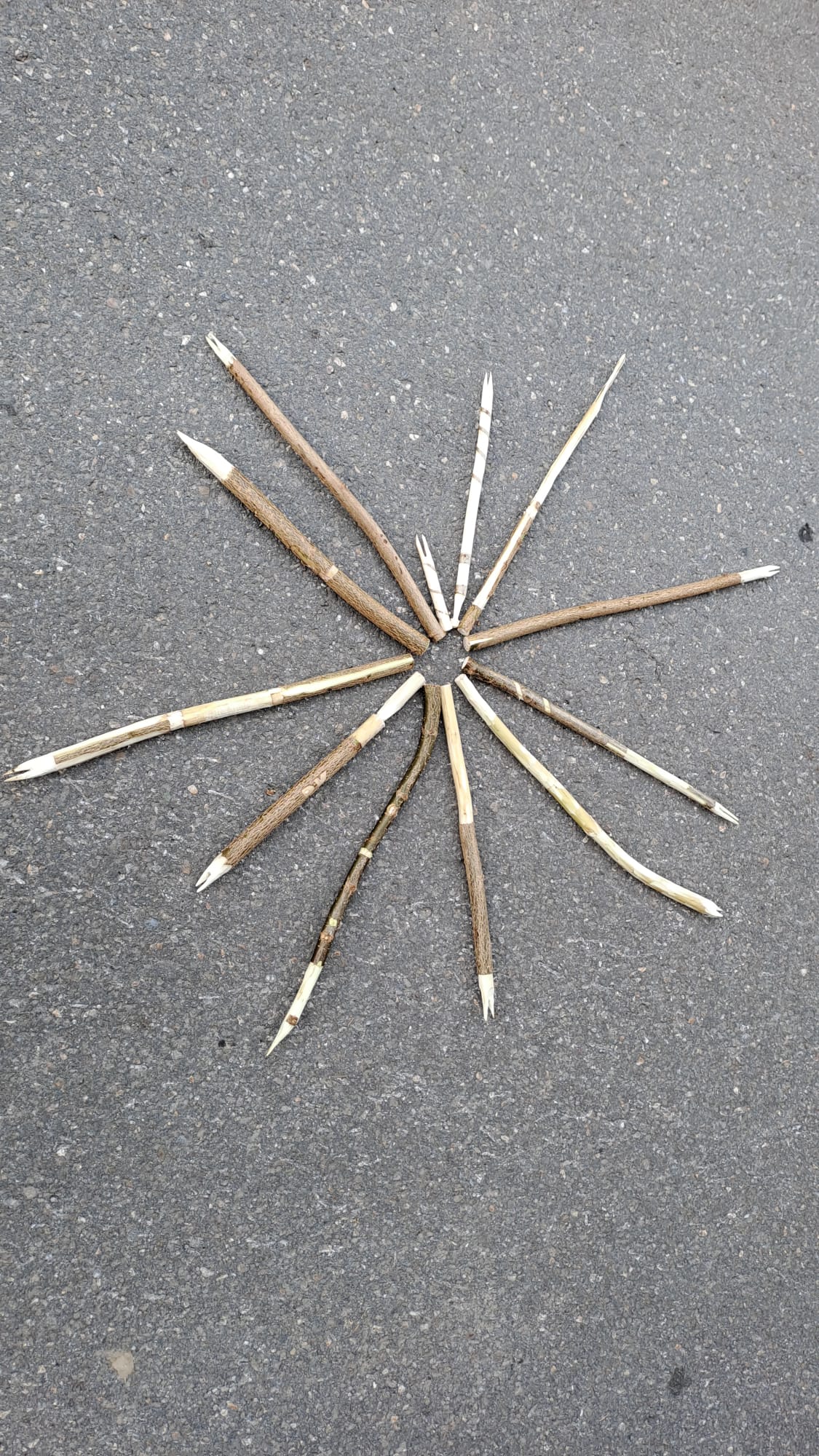 Do_Schnitzspass im Wald